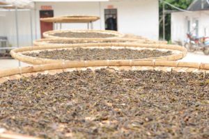 Maocha